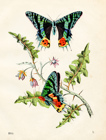 Madagascar sunset moth color plate illustration 1855