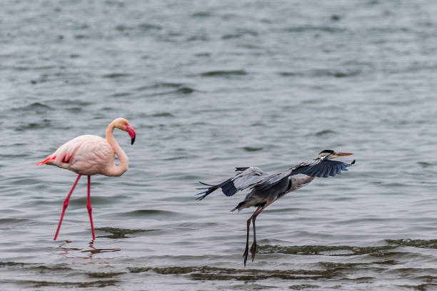 istock Blue heron and Flamingos near Walvis Bay 1489620548