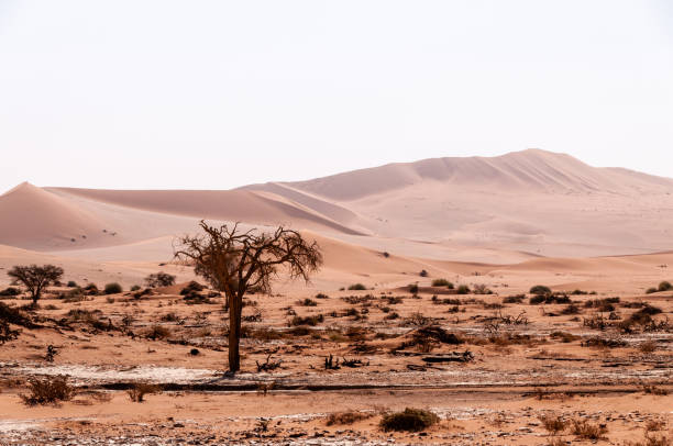 istock Desert landscape near Sossusvlei 1489620624