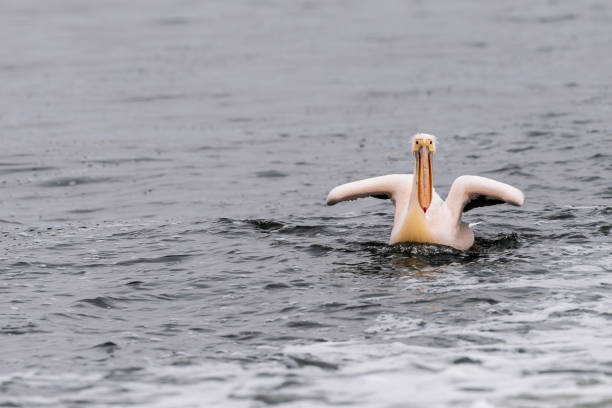istock Pelican in Walvis Bay 1489620663