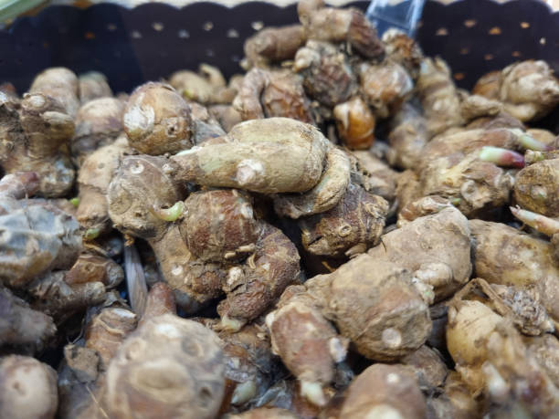 Kencur or cikur is a plant that has stem roots that are embedded in the ground, usually used for spices and medicinal ingredients; The parts of the kencur plant that are often used are the rhizomes, roots and leaves. kencur o cikur es una planta que tiene raíces de tallo que están incrustadas en el suelo, generalmente utilizadas para especias e ingredientes medicinales; las partes de la planta kencur que se utilizan a menudo son los rizomas, raíces y hojas.