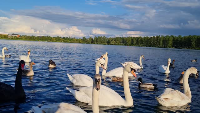 White Swans and Water Birds at Lake