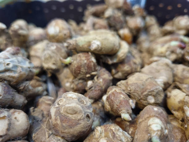 Kencur or cikur is a plant that has stem roots that are embedded in the ground, usually used for spices and medicinal ingredients; The parts of the kencur plant that are often used are the rhizomes, roots and leaves. kencur o cikur es una planta que tiene raíces de tallo que están incrustadas en el suelo, generalmente utilizadas para especias e ingredientes medicinales; las partes de la planta kencur que se utilizan a menudo son los rizomas, raíces y hojas.