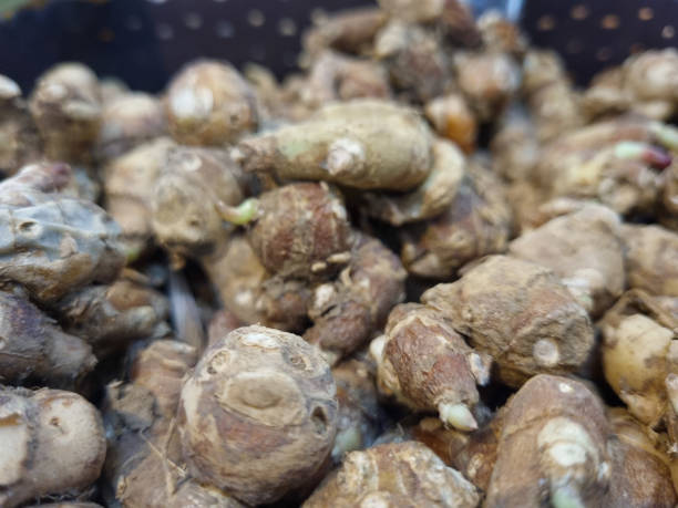 Kencur or cikur is a plant that has stem roots that are embedded in the ground, usually used for spices and medicinal ingredients; The parts of the kencur plant that are often used are the rhizomes, roots and leaves. kencur o cikur es una planta que tiene raíces de tallo que están incrustadas en el suelo, generalmente utilizadas para especias e ingredientes medicinales; las partes de la planta kencur que se utilizan a menudo son los rizomas, raíces y hojas.