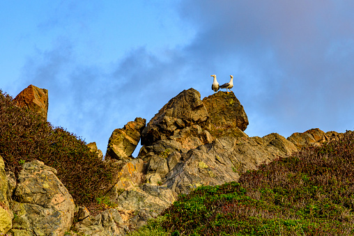 deux goélands posés sur des rochers du littoral de Corse du sud au printemps