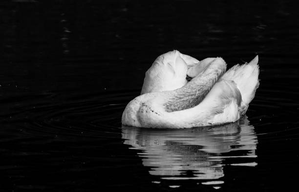 istock White mute swan swimming in a lake 1489626647