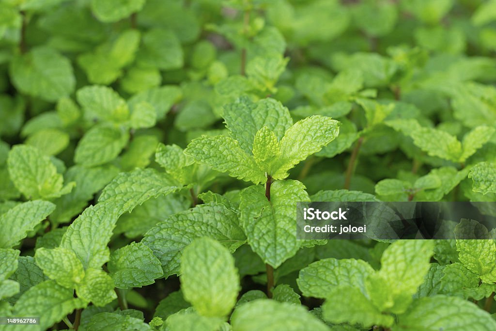 peppermint Peppermint is a whole food and herbal medicines. Asia Stock Photo