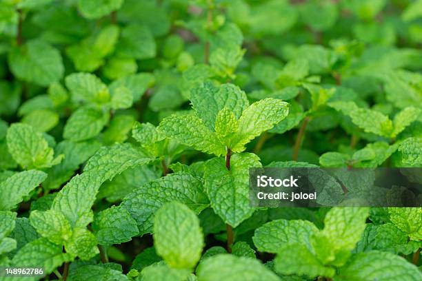 Peppermint Stock Photo - Download Image Now - Asia, Backgrounds, Beauty In Nature