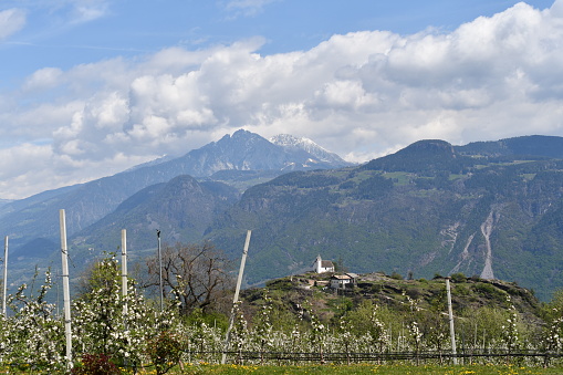 Apfelblüten und Berge in Südtirol