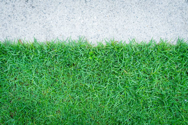 istock Top view of green grass texture with concrete floor background. Green lawn pattern and texture with cement sidewalk background. Close-up. 1489631505