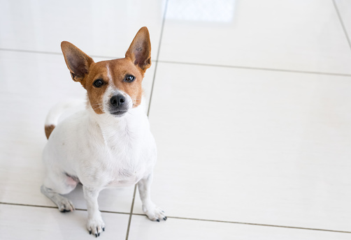 Jack Russell Terrier dog sitting and looking up at owner inside their home