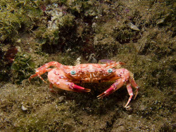 istock Small and cute reddish crab with green eyes 1489631662