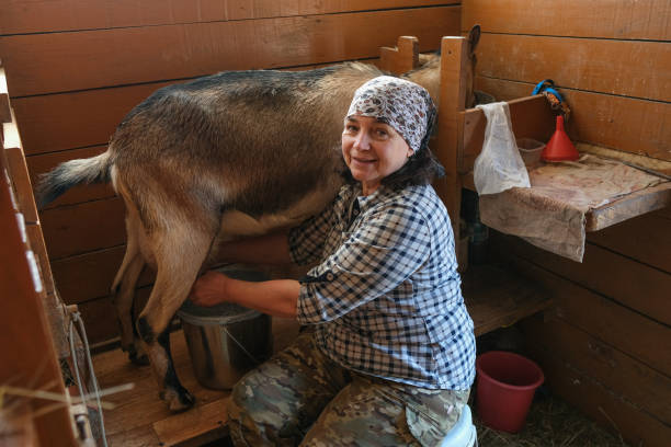 A woman in a red scarf milks a cow against the background of a log wall in a Siberian village, Russia. Nearby are the white goats