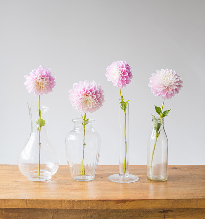 Single pink dahlia flowers in glass vases on oak table against neutral background (selective focus)