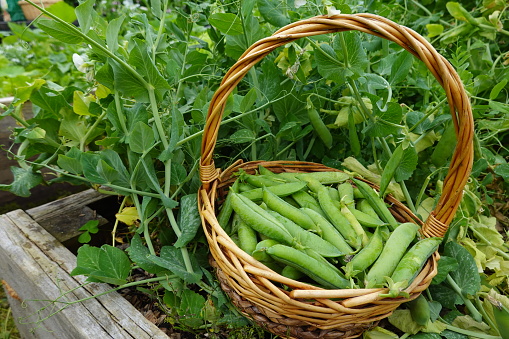 pea cultivation in the garden, harvest peas in a basket