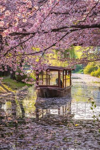 A picture of a traditional wooden Japanese boat in a canal in Kyoto during the Cherry blossom season. There are no plate numbers nor anything written visible.