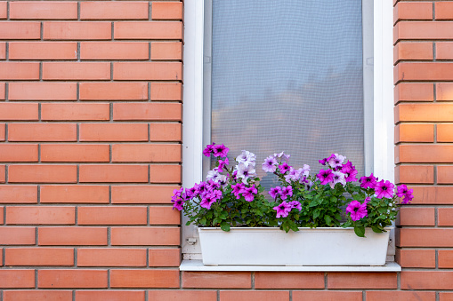 Flowers in a box on the windowsill of a residential building. A red brick house. A window in a red brick wall with potted flowers on the outside sill. Potted Plant Against red Brick Wall. Copy space
