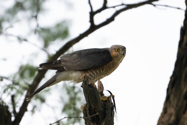 Shikra, Accipiter badius, single bird on branch eating prey Shikra, Accipiter badius, single bird on branch eating prey galapagos hawk stock pictures, royalty-free photos & images