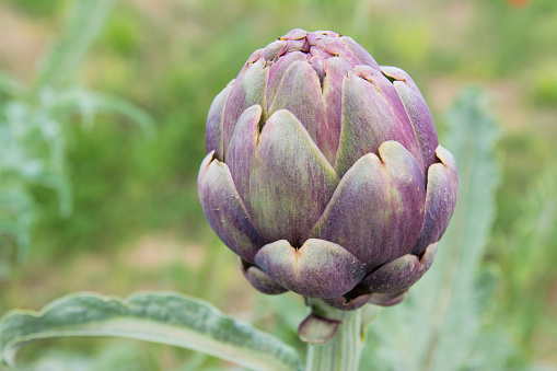 Macro photography of beautiful artichokes