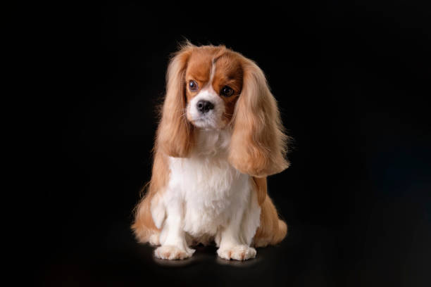 istock Well-groomed dog Cavalier King Charles spaniel on a black background. 1489641278