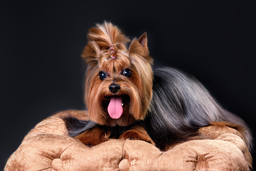 A Yorkshire terrier with its tongue out lies on a soft surface on a black background. Studio photo.