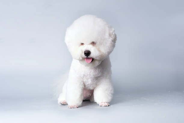istock Bichon frise after grooming on a gray background 1489641458