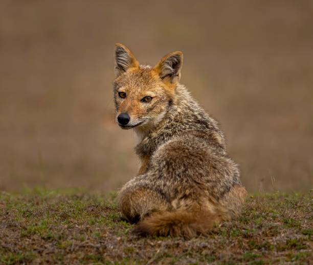 istock Indian Golden Jackal 1489644573