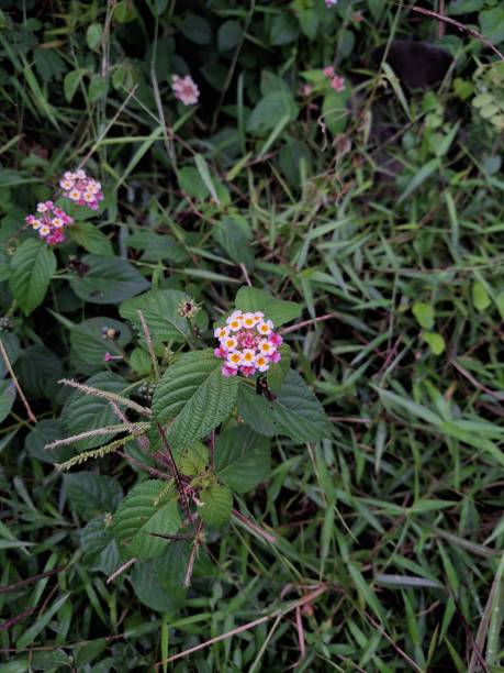 istock lantana flowers 1489646747