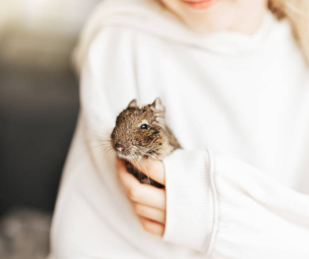 istock Young girl playing with small animal degu squirrel. 1489647003