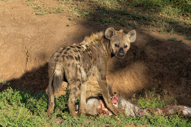 пятнистая гиена в заповеднике машату - mashatu game reserve стоковые фото и изображения