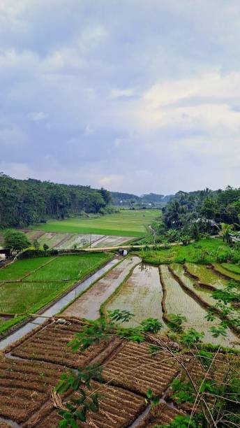 istock The view of rice paddy 1489650736
