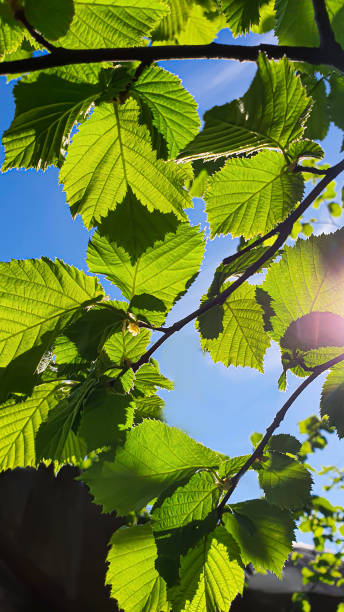 istock Hazelnut branches against the blue sky. Summer nature suburban area. 1489650860