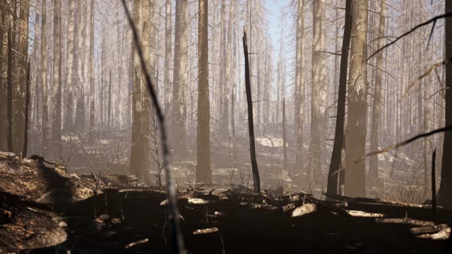 Ash Area After Forest Fire - Burnt Forest - Forest Fire - 4K Resolution