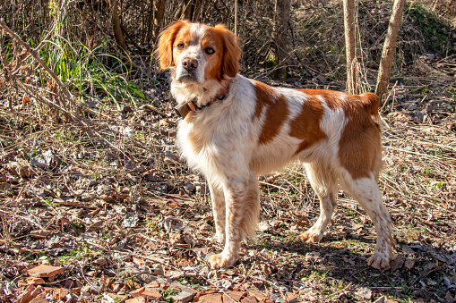Breton Spaniel hunting dog seen in profile