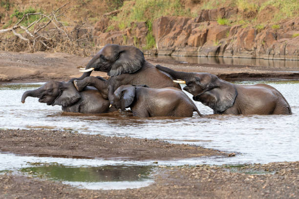 быки-слоны в заповеднике машату - mashatu game reserve стоковые фото и изображения