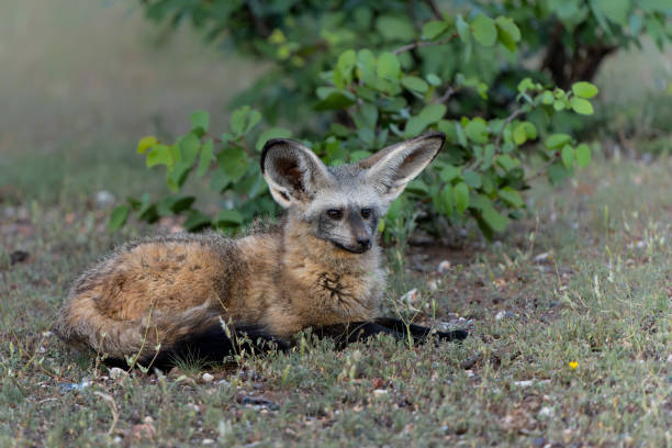 volpe dalle orecchie di pipistrello nella riserva di caccia di mashatu - mashatu game reserve foto e immagini stock