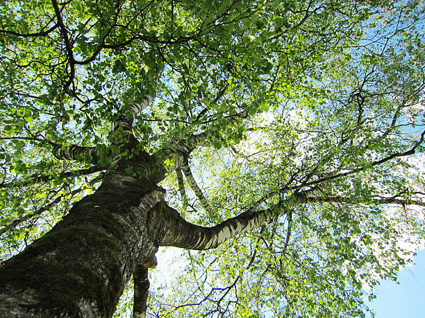 istock birch in summer season 148965411
