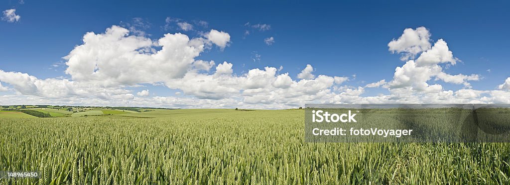 Summer culturas green land big blue skies - Foto de stock de Agricultura royalty-free