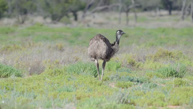 slow motion tracking shot of an emu foraging on ground plants