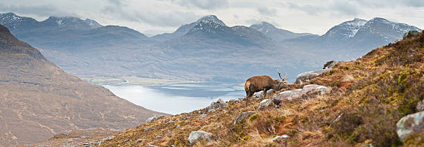Highland stag in Scottish wilderness