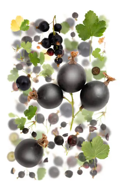 Abstract background made of Black Currant fruit pieces, slices and leaves isolated on white.