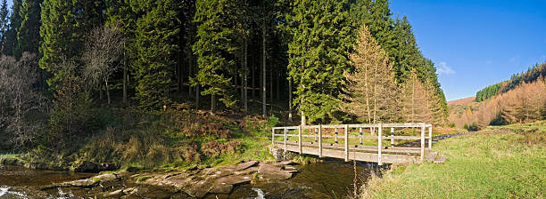 floresta ponte sobre o vale de fluxo - wales brecon beacons bridge footpath - fotografias e filmes do acervo