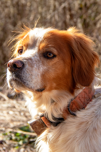 Hunting dog portrait of Brittany spaniel