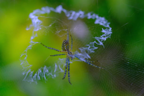 istock Macro photo of the Argiope aurantia spider making spider webs 1489659321