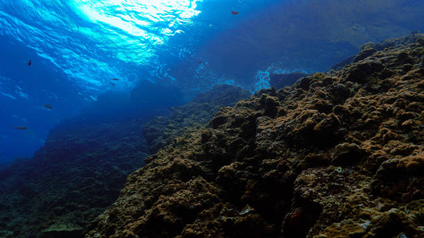 istock Underwater landscape and scenery 1489661550
