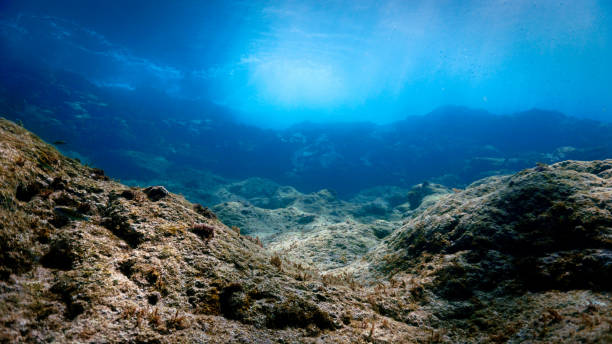 istock Underwater landscape and reef in sunlight 1489661993