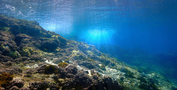 istock Underwater landscape and reef in sunlight 1489662009