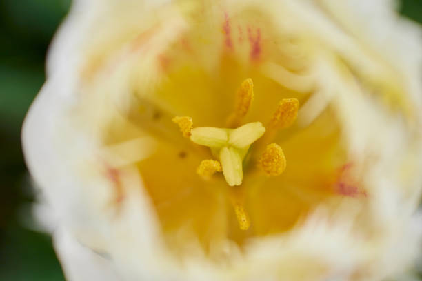yellow tulip in spring