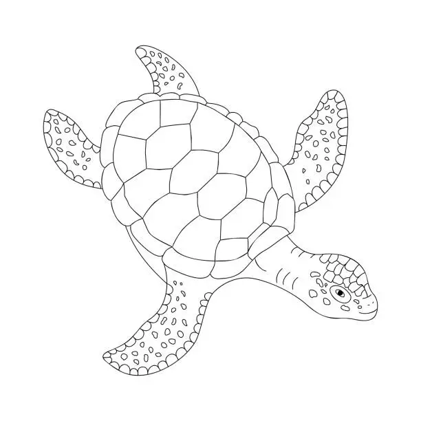 Vector illustration of Sea Turtle outline animal illustration