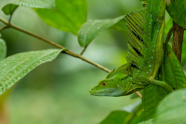 istock Green Basilisk (Basiliscus Plumifrons) - stock photo 1489669097
